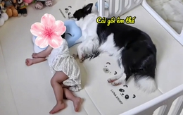 Chú chó dành chỗ ngủ với cô chủ siêu hài