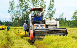 Hỗ trợ tối đa thu hoạch, không để lúa vùng biên giới An Giang ùn ứ, nằm bờ do triều cường, mưa lũ