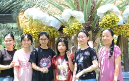Rủ nhau tham quan miễn phí vườn chà là trĩu trái vùng biên giới Đồng Tháp