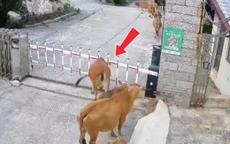 Chú bò cứng đầu nhất năm