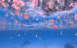 Sứa lửa xuất hiện ở vịnh Nha Trang, người dân và du khách lưu ý gì khi tắm biển?