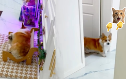 Chú chó giả vờ ngủ khi bị cô chủ bắt quả tang đang phá phách