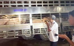 Ngăn chặn hơn 200 con heo dương tính chất cấm đang được đưa vào TP.HCM giết mổ