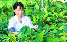 Đắk Lắk tái canh hơn 17.000ha cà phê già cỗi, tăng thu nhập nông dân gấp 1,5 - 2 lần