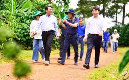 Thăm vườn cà phê Robusta chất lượng cao điển hình của Lâm Đồng