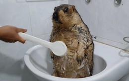 Khi sóc đất marmot cũng đi... 'bán quạt', có gì để coi?