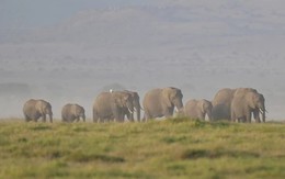 Kenya lúng túng vì 15 con voi chết bí ẩn trong thời gian ngắn