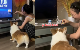 Chú chó hào hứng với màn ảo thuật của cô chủ