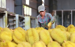 Mở được thị trường, nông sản Việt vẫn lo bị đẩy ra