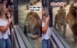 Sư tử bị bạn đời tát vì mải mê nhìn người đẹp