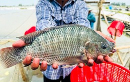 Cá rô phi Việt lên bàn sushi Nhật, mở cửa phân khúc cao cấp