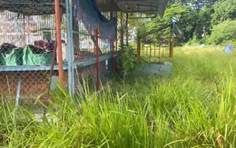 Khu văn hóa Hồ Nước Ngọt xuống cấp, cỏ dại um tùm: Cần Thơ kêu gọi đầu tư, đấu giá quyền khai thác
