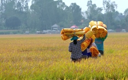 Nông dân Đồng Tháp thu hoạch lúa hè thu, lợi nhuận không cao do chi phí tăng
