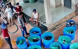 Hồ cá lóc hơn 3 tấn bị sét đánh, hàng xóm vừa mua ủng hộ vừa lên mạng rao giúp