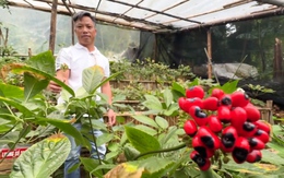 Ngắm những vườn sâm Ngọc Linh vào mùa hạt chín đỏ ở Đà Nẵng 