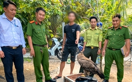 Nuôi nhốt đại bàng đầu hung, một người ở Vĩnh Long bị phạt 7,5 triệu đồng