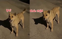 Ngại hết cả chó