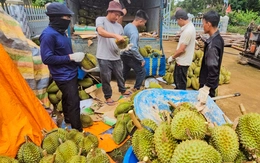 Giá sầu riêng 'xuống đáy': Do thị trường Trung Quốc hay lỗi tại chúng ta?
