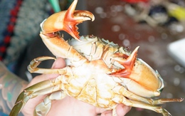 Cận cảnh con cua có cặp càng tới '6 bộ kẹp'