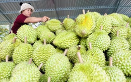 Danh sách mới nhất phòng xét nghiệm cadimi và vàng O, 'thủ phủ' sầu riêng Tây Nguyên có thêm 1 cơ sở