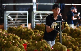 Đấu giá vườn sầu riêng