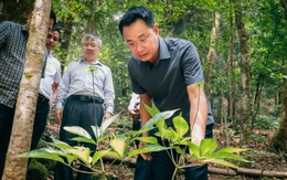 Chợ sâm Ngọc Linh bán hằng tháng ở chợ đêm gần cầu Rồng