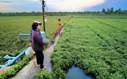Chưa rõ nguyên nhân hoa màu ở Đồng Tháp chết bất thường hàng loạt