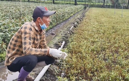 Rau màu của người dân chết bất thường ở Đồng Tháp, chính quyền xã nói gì?