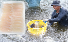 Từ ao nuôi miền Tây, doanh nghiệp Cần Thơ đưa cá rô phi lên bàn sashimi Nhật