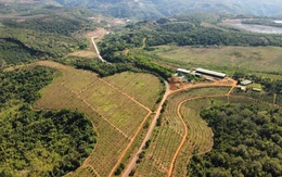 Đất rừng bị xâm lấn trong khi chờ phương án sử dụng