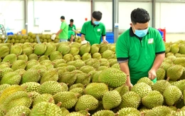 Những thay đổi trong quy trình, thủ tục cấp mã số vùng trồng nông sản, sầu riêng