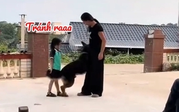 Chú chó thông minh biết bảo vệ cô chủ