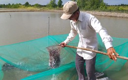 Cá kèo Cà Mau tăng giá mạnh, người nuôi trái vụ lãi đậm