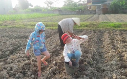 Trẻ rời điện thoại ra đồng 'mần nông'