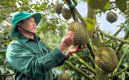 Phó thủ tướng giao Bộ Công an điều tra, xử lý gian lận mã số vùng trồng nông sản