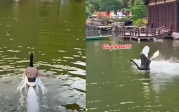 Bầy thiên nga ngơ ngác với 'đồng loại' lao như tên lửa