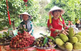 Vườn chuyên canh, vườn du lịch sinh thái ở TP.HCM được bồi thường 100% đơn giá