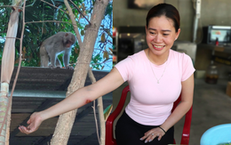 Khỉ hoang 'quậy tung' khu dân cư ở Đà Nẵng, người dân lo bị tấn công