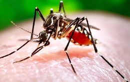 Đắk Lắk có trường hợp đầu tiên tử vong do sốt xuất huyết Dengue trong năm nay