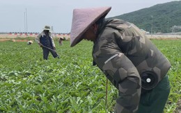 Áo chống nắng có quạt giúp người lao động bám đồng giữa trời nắng nóng 