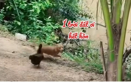 Chú chó chạy té khói vì bị vịt đuổi