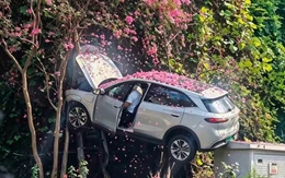 SUV 'đỗ’ trên cây sau chặng đường trải... hoa hồng