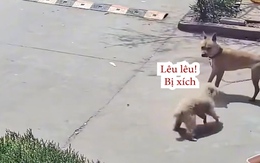 Chú chó hổ báo bị đồng bọn dạy cho bài học nhớ đời