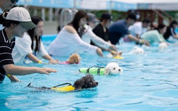Du lịch cùng thú cưng ‘lên ngôi’ tại Hàn Quốc giữa mùa nắng nóng