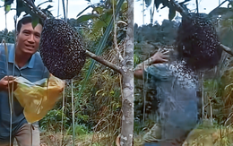 Ông chú tự tin chỉ cần một chiếc túi bóng là có thể bắt được cả cái tổ ong và cái kết