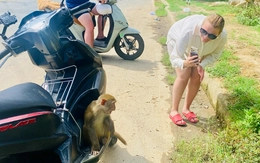 Quen được khách cho ăn, khỉ Sơn Trà chờ khách cho trái cây như... em bé đòi quà