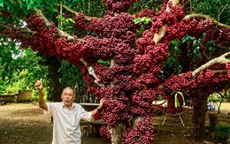 Cây đỏ trăm năm tuổi ở điểm check-in được tôn vinh thành cây di sản