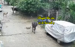 Bò chạy đến giảng hòa khi thấy hai con mèo đánh nhau