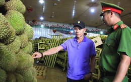 Người trồng sầu riêng Đắk Lắk tố doanh nghiệp nhận hàng chục tấn rồi nợ tiền cả năm