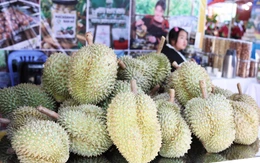 90% kim ngạch xuất khẩu sầu riêng đang tới Trung Quốc, kỳ vọng thị trường đa dạng hơn